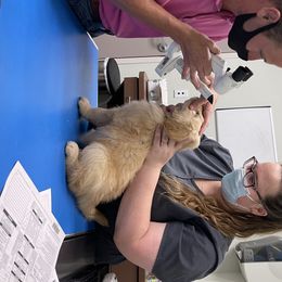 Golden Retriever Puppies from Golden Wise
