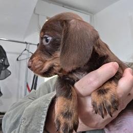 Chocolate and tan smooth boy - Chocolate and tan male Dachshund puppy in Declo, Idaho from Dozendachs