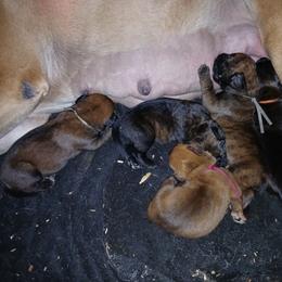 Red girl - Red female Boerboel puppy in Dowagiac, Michigan from Flanders Kennels LLC