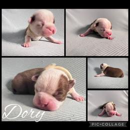 Dory - Red female Boston Terrier puppy in Cochran, Georgia from Sweet Georgia Boston’s