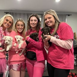 Miniature Schnauzer Puppies from Hume Family Mini Schnauzers