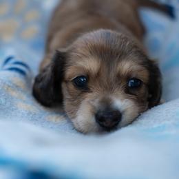 Ham - Cream female Dachshund puppy in Perry, Florida from EntityDachs