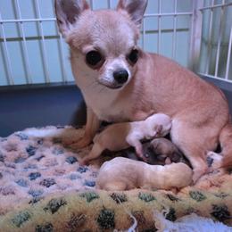 Pearl - Chihuahua
