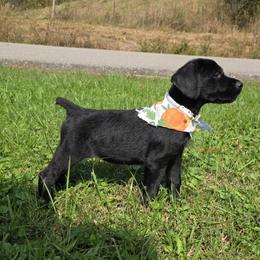 Nita - Black female Giant Schnauzer puppy in Fraziers Bottom, West Virginia from Loyal Hearts Farm / RK's Dobermans