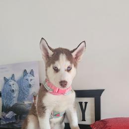 Summer - Sable and white female Siberian Husky puppy in Springfield, Massachusetts from 16acreshuskies