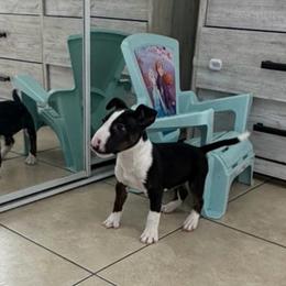 Female Tricolor - Black brindle and white female Miniature Bull Terrier puppy in Fontana, California from JLB Beagles & MBT