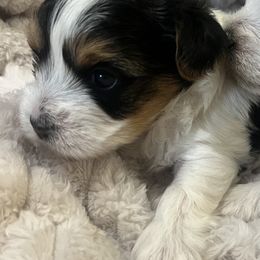 Girl 2 - Parti female Yorkshire Terrier puppy in Calhoun, Georgia from Peach State Yorkies