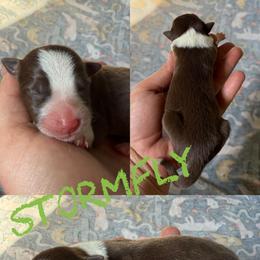Stormfly - Chocolate female Border Collie puppy in Sanger, California from Flying M Cactus Ranch Buddies