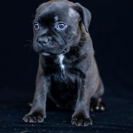 Moonspinner Dream Catcher - Brindle and white female Staffordshire Bull Terrier puppy in Tomales, California from Moonspinner Staffords