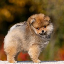 Huc - Pomeranian