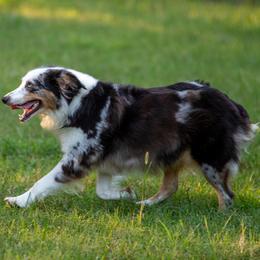 Australian Shepherds from RecklessLove Kennels