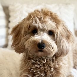 Olive - Goldendoodle