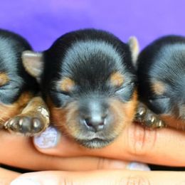 Biewer Terrier and Yorkshire Terrier Puppies from Niko Kennel