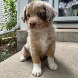 Kokiri - Red merle female Australian Shepherd puppy in Morrison, Colorado from Friendly Hills Aussies