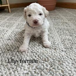 Lily - White female Lagotto Romagnolo puppy in Minster, Ohio from 1880 Lagotto