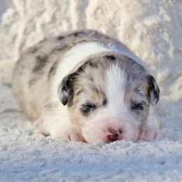 Biscuit - Blue merle male Miniature American Shepherd puppy in Stephenville, Texas from Diamond H Aussies