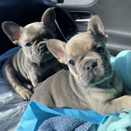 French Bulldog Puppies from 609 Frenchies