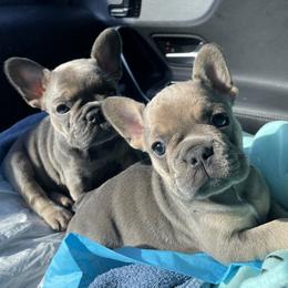 French Bulldog Puppies from 609 Frenchies