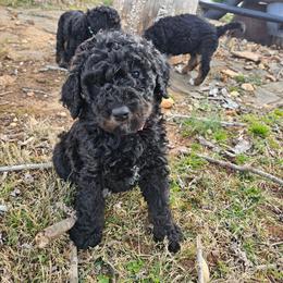 Hot Pink collar - Phantom female Bernedoodle puppy in Shelby, North Carolina from Forever Grateful Doodles