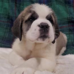 Snowbell - White and brown female Saint Bernard puppy in Brandon, South Dakota from Split Rock Saints