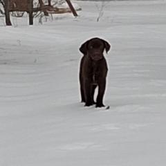 Gray - Brown male Chesapeake Bay Retriever puppy in Michigan from Blackwood Chesapeakes