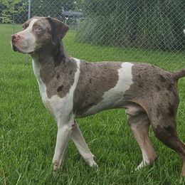 Milo - Catahoula Leopard Dog