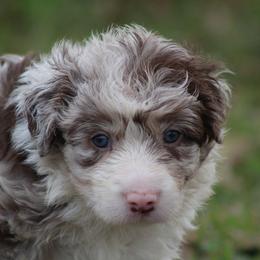 Red Merle male - Red merle male Border Collie puppy in Tylertown, Mississippi from Cool Meadow Farms