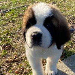 Saint Bernards from McKay's Gentle Giants