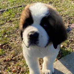 Saint Bernards from McKay's Gentle Giants