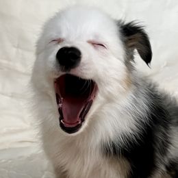 Atlas - Blue merle Toy Australian Shepherd puppy in Boise, Idaho from Loving Little Aussies