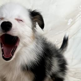 Atlas - Blue merle Toy Australian Shepherd puppy in Boise, Idaho from Loving Little Aussies