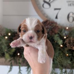 Louie - Blenheim male Cavalier King Charles Spaniel puppy in Stevens, Pennsylvania from Jodi's Cavalier King Charles Spaniels and Cavapoos