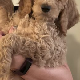 Poodle Puppies from Desert Horizon poodles