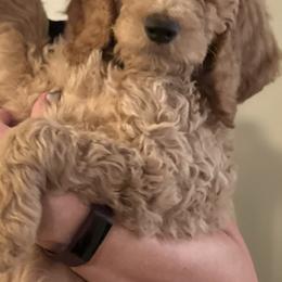 Poodle Puppies from Desert Horizon poodles