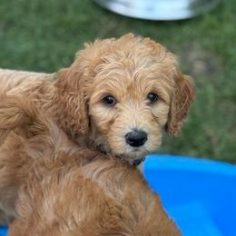 Georgia - Red  female Goldendoodle puppy in Stockton, California from Port City Doodles