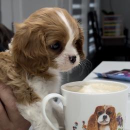 Cavalier King Charles Spaniel Puppies from Hill country cavaliers