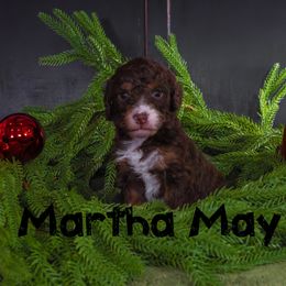 Martha May - Tri-color female Bernedoodle puppy in Gentry, Arkansas from WWBar Bernedoodles