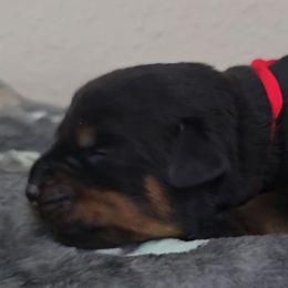 Red girl - Black and tan female Rottweiler puppy in Lake City, Florida from Haus Der Wut Kennels