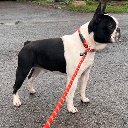 Kash - Boston Terrier