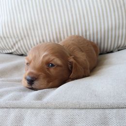 Girl 1 - female Dachshund puppy in Mc Donough, Georgia from Hot Diggity Doxies