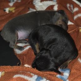 PBKF1 9-26 - Black and rust female Miniature Pinscher puppy in Middle Point, Ohio from Knisely's Min Pins-AKC