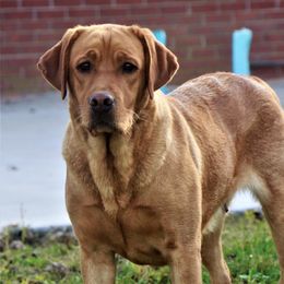 Luna - Labrador Retriever