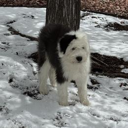 Kenzie - Grey and white female Bernedoodle puppy in Peyton, Colorado from Peyton Doodles