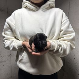 Tax - Black brindle male Dutch Shepherd puppy in Watertown, Connecticut from APACHE CANINE