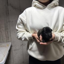 Tax - Black brindle male Dutch Shepherd puppy in Watertown, Connecticut from APACHE CANINE
