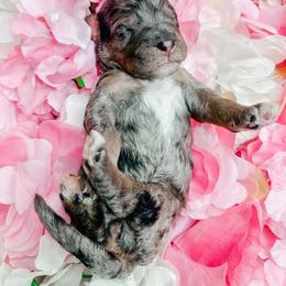 Girl 2 - Blue merle female Bernedoodle puppy in Otisville, Michigan from Danie’s Darling Doodles LLC