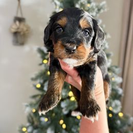 Winston Mini - Phantom male Bernedoodle puppy in Wamego, Kansas from Doodles of Oz