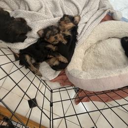 Yorkshire Terrier Puppies from Walnut yorkies