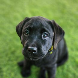Labrador Retriever Puppies from Steele Caliber Retrievers