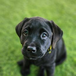 Labrador Retriever Puppies from Steele Caliber Retrievers